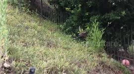 Baby Deer Stuck in our Fence in Glendale (Copyright Pierre Zarokian)