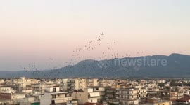 A big flock of birds