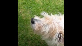 Cute Dog enjoys afternoon tea scone