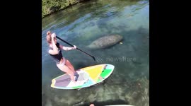 Paddle boarders stumble across herd of manatees in Florida