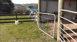 How not to shear a sheep