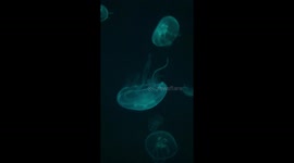Highspeed blue peaceful jellyfish
