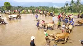 Locals celebrate a successful harvest with a bull race in West Sumatra