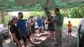 Meet The Eastern Indigo Snake: Rarest Snake In The United States