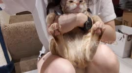 Bad-tempered cat meows to complain about being kissed by owner