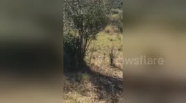 Rhinos charge at safari cars crowding around them in Kenya