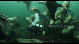 Scuba diver off Vancouver island plays with Steller sea lions like puppies