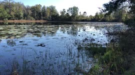 Florida Swamp in Cypress Creek Reserve, Land O Lakes, Florida 4k Nature sounds