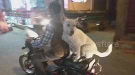 Pooch riding pillion wows commuters in central India