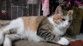 If You're Happy And You Know it Say ........  MEOW !!!