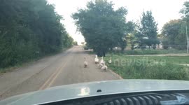 Small Town Traffic Congestion Flock of Fowl - Troy, TX