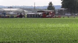 Farmers north of Toronto in Bradford have started harvesting the crops as summer comes to an end in southern Ontario Canada