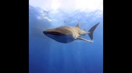Whale shark swims up close to diver in Hawaii