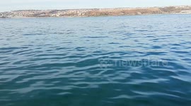 Baby Cape Fur Seal Narrowly Escapes Jaws of a White Shark in Mossel Bay