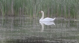 Swan on a pond