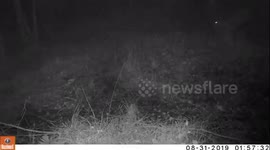 Muntjac chasing a fox view one