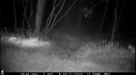 Muntjac chasing a fox (edit)