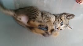 Adorable kitten gets so much fun out of playing with a simple battery
