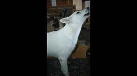 Cute dog singing
