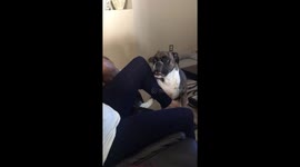 Pup gets jealous over owner giving love to stuffed animal