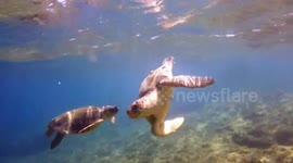 UK tourist watches on as turtles battle off Greek coast