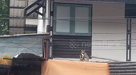 Evil monkey kidnaps kitten then holds it hostage on roof while eating bananas