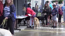 City of Toronto lets dogs swim in public swimming pools to celebrate the end of summer before the pools close for the season