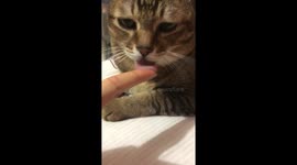 Chubby cat licks owner's finger when it is hungry in Hong Kong
