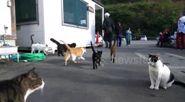 Japanese place of worship labelled 'cat temple' as monks look after felines