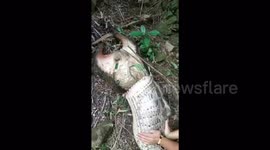 Python regurgitates farmer's 40 kg goat in China's Anxi county