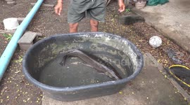 Thai fisherman finds alligator gar 9,000 miles from its native home in the Mississippi River