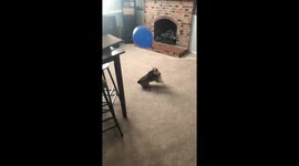 Corgi keeps balloon in the air by jumping and hitting with nose