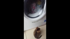 5 week old kitten watching washing machine