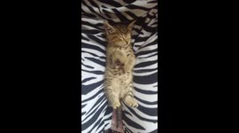 Sleeping 5 week old stray kitten