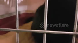 Loud, unhappy cat at vets
