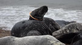 Tragic sight of seals spotted with plastic frisbees around their necks on UK beach