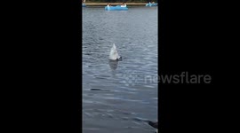 Swan does ‘headstands’ when hunting food in lake in London