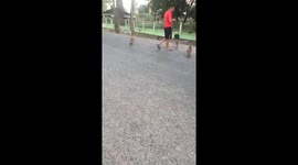 Dozens of monkeys stand to wait for the food of tourists on the road