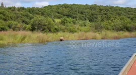 Brown Bear walking in King Salmon, Alaska