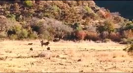 Baboon jumps over fence into crowd of people to escape pride of lions in South Africa