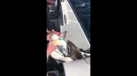 Two gannets had to be rescued - after they became entangled in fishing rope
