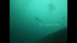 Scuba diver circled by rare thresher shark