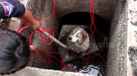 Heartwarming scene as blind dog rescued after falling into drain in Thailand