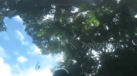 Swimming With A Dinosaur! Cameraman Captures Incredible Moment When An Alligator Swims Directly Above Him