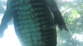 Later gator! Incredible moment Florida man captures alligator swimming right above him