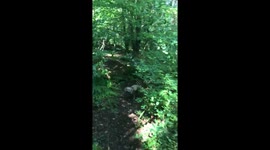 Cute dog running in woods