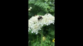 Bumble bee clinging onto flower in the wind!!