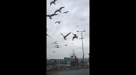 Seagulls can’t fly in strong wind!!