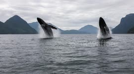 Spectacular moment two humpback whales synchronize with perfectly timed double breach