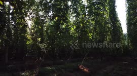 UK Hop Harvest and Ancient Hop Picking Machine